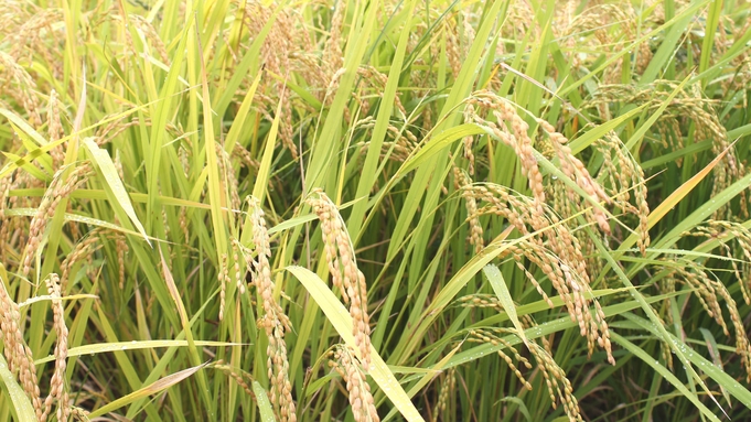 【ひとめぼれ2㎏】来て応援！食べて応援！宮城県気仙沼市産「ひとめぼれ」もね！ (朝食付き)